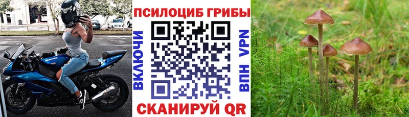 Псилоцибиновые грибы MAGIC MUSHROOMS  купить наркоту  Иваново 